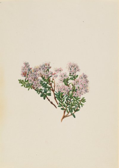Mirto de Arena Leiophyllum lyoni de Mary Vaux Walcott