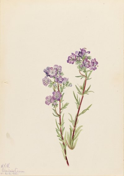 Phacelia de arena (Phacelia linearis) de Mary Vaux Walcott