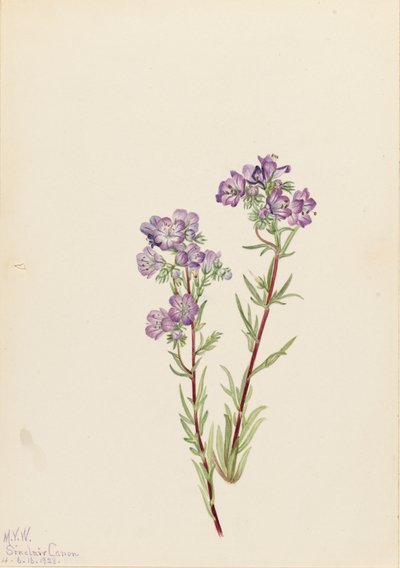 Sand Phacelia Phacelia linearis, 1923 de Mary Vaux Walcott