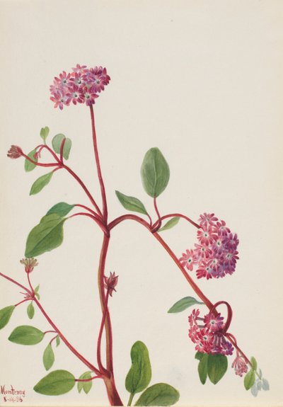Verbena de arena (Abronia umbellata) de Mary Vaux Walcott
