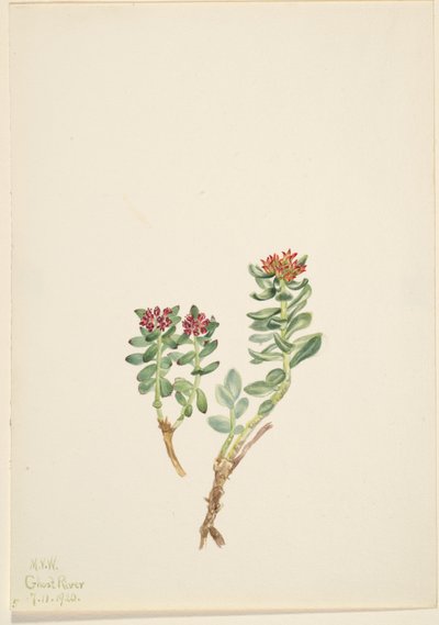 Sanifoiga adscendeus de Mary Vaux Walcott