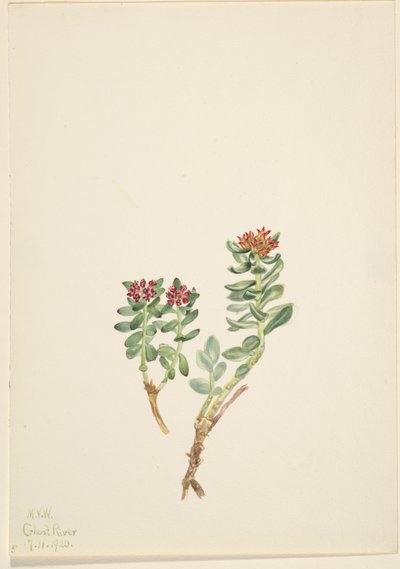 Sanifoiga adscendeus, 1920 de Mary Vaux Walcott