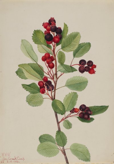 Saskatoon (Amelanchier alnifolia) de Mary Vaux Walcott