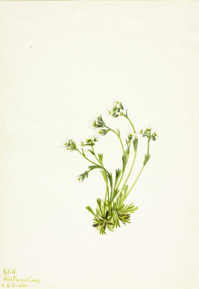 Saxifrage (Saxifraga caespitosa) de Mary Vaux Walcott