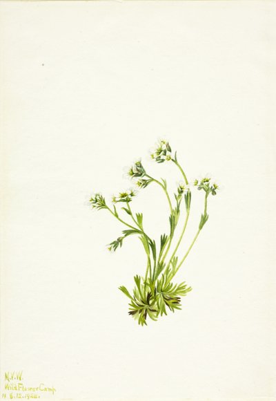 Saxifraga Saxifraga caespitosa de Mary Vaux Walcott