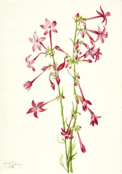 Gilia escarlata (Gilia aggregata) de Mary Vaux Walcott