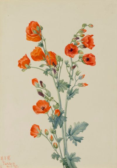 Malva escarlata Sphaeralcea grossulariaefolia, 1927 de Mary Vaux Walcott