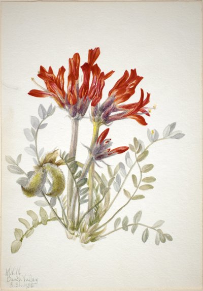 Loco escarlata (Astragalus coccineus) de Mary Vaux Walcott