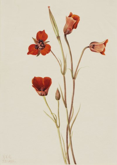 Calochortus kennedyi, 1926 de Mary Vaux Walcott