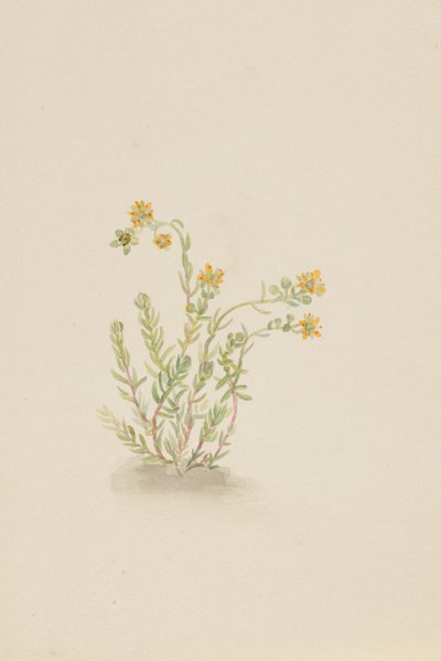 Sedum stenopetalum, ca. 1917-1918 de Mary Vaux Walcott
