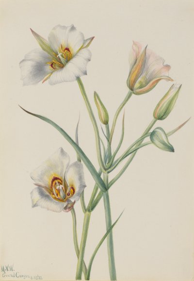 Lirio de las Sego (Calochortus nuttallii) de Mary Vaux Walcott