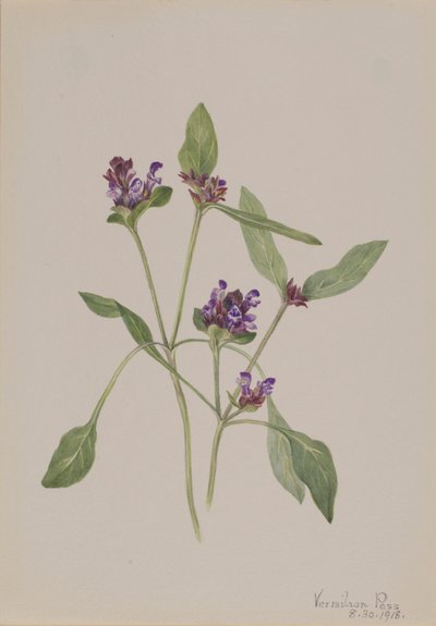 Autocuración (Prunella vulgaris) de Mary Vaux Walcott