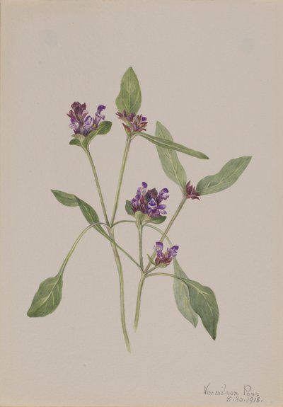 Prunella vulgaris, 1918 de Mary Vaux Walcott