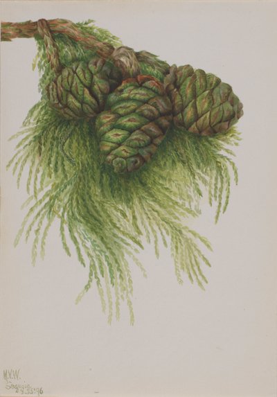 Secuoya (Sequoia gigantea) de Mary Vaux Walcott