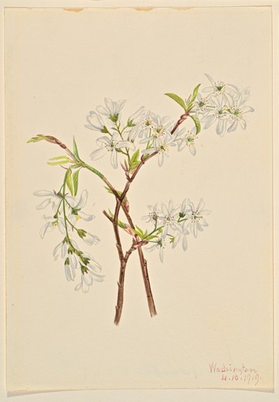 Arbusto del sábalo (Amelianchier oblongifolia) de Mary Vaux Walcott