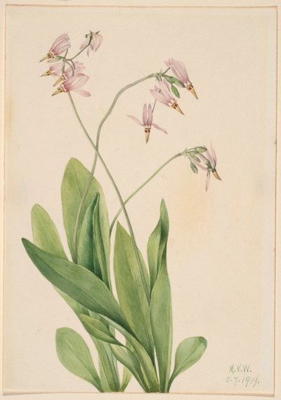 Estrella fugaz (Dodecatheon meadia) de Mary Vaux Walcott