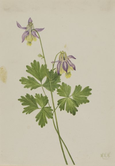 Columbina de espuela corta (Aquilegia brevistyla) de Mary Vaux Walcott