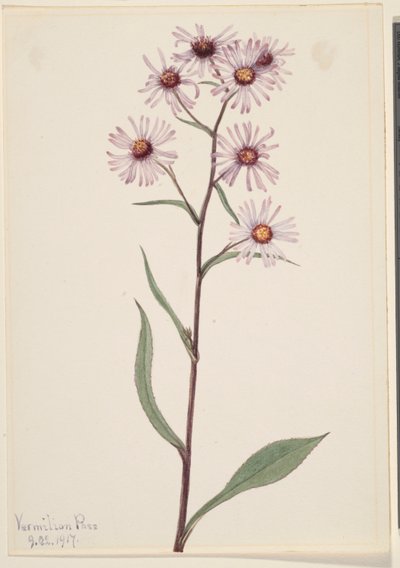 Aster conspicuo (Aster conspicuus) de Mary Vaux Walcott