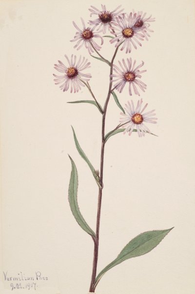 Áster vistoso Aster conspicuus de Mary Vaux Walcott