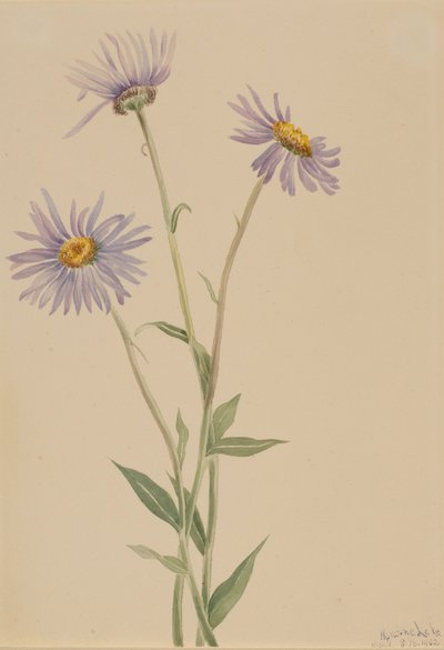 Erigeron salsuginosus, 1902 de Mary Vaux Walcott