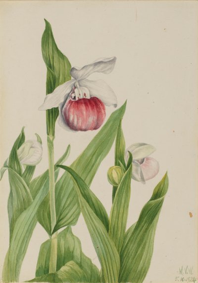 Zapatito de dama vistoso (Cypripedium reginae) de Mary Vaux Walcott