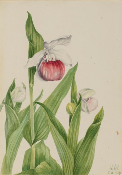 Zapatilla Real Cypripedium reginae, 1924 de Mary Vaux Walcott