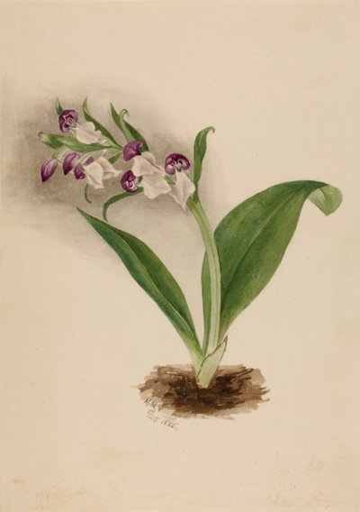 Orquídeas vistosas Orchis spectabilis de Mary Vaux Walcott