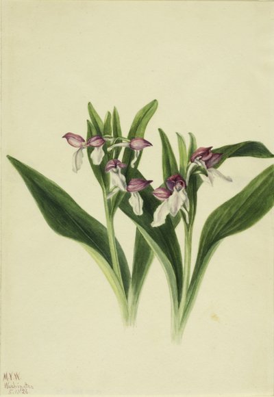 Orquídea vistosa (Orchis spectabilis) de Mary Vaux Walcott