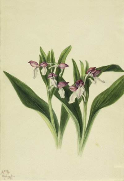 Orchis spectabilis vistosa, 1926 de Mary Vaux Walcott