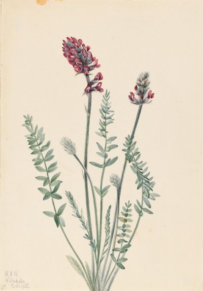 Oxitropio vistoso (Oxytropis splendens) de Mary Vaux Walcott