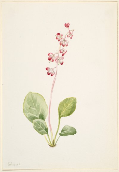 Showy Pyrolla (Pyrola asarifolia) de Mary Vaux Walcott