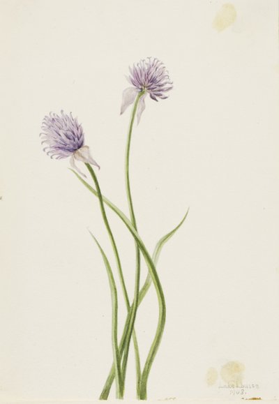Cebolla de Siberia (Allium sibericum) de Mary Vaux Walcott