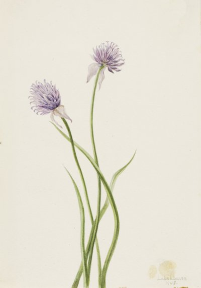 Cebolla siberiana Allium sibericum, 1903 de Mary Vaux Walcott