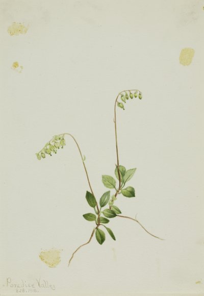 Sidebells Pyrola (Pyrola secunda) de Mary Vaux Walcott