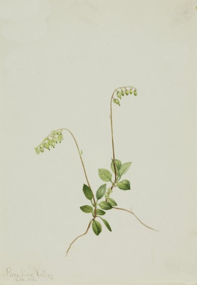 Campanillas Pyrola Pyrola secunda, 1916 de Mary Vaux Walcott