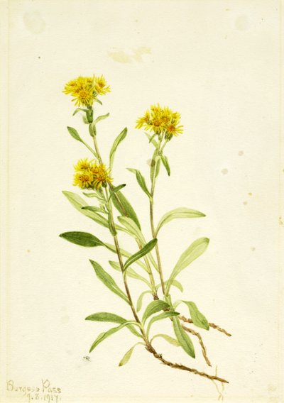Vara de oro de Mary Vaux Walcott