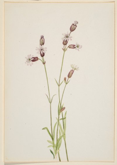 Silene multicaulis de Mary Vaux Walcott