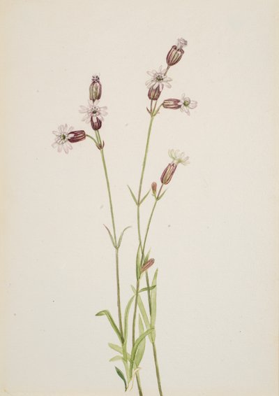 Silene multicaulis, ca. 1900-1920 de Mary Vaux Walcott