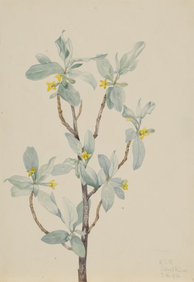 Arrayán (Elaeagnus commutata) de Mary Vaux Walcott