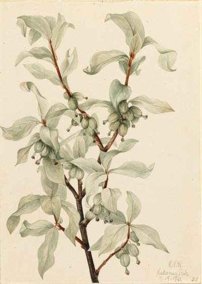 Arrayán (Elaeagnus commutata) de Mary Vaux Walcott
