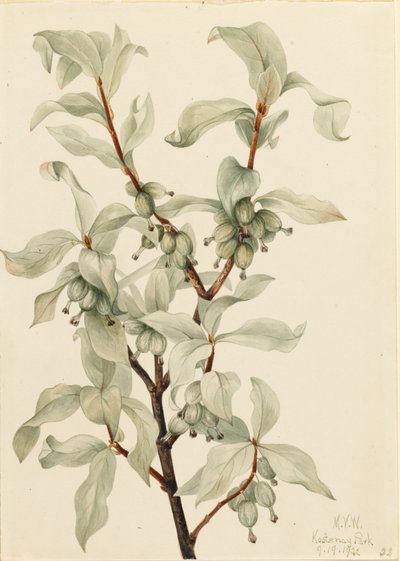 Elaeagnus commutata, 1922 de Mary Vaux Walcott