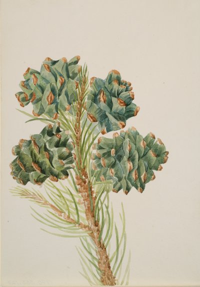 Pino de una sola hoja, ca. 1930s de Mary Vaux Walcott