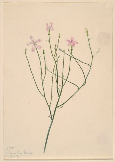 Flor esqueleto (Lygodesmia juncea) de Mary Vaux Walcott