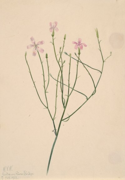 Flor esqueleto Lygodesmia juncea de Mary Vaux Walcott