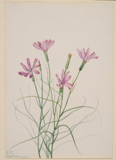 Hierba esqueleto (Lygodesmia grandiflora) de Mary Vaux Walcott