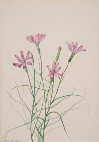 Hierba esqueleto Lygodesmia grandiflora de Mary Vaux Walcott