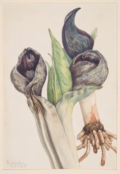 Col de la mofeta (Spathyema foetida) de Mary Vaux Walcott