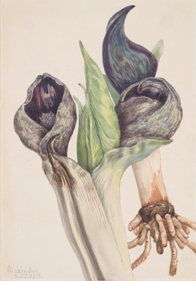 Col de mofeta Spathyema foetida, 1918 de Mary Vaux Walcott