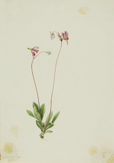 Dodecatheon pauciflorum (Dodecatheon pauciflorum) de Mary Vaux Walcott