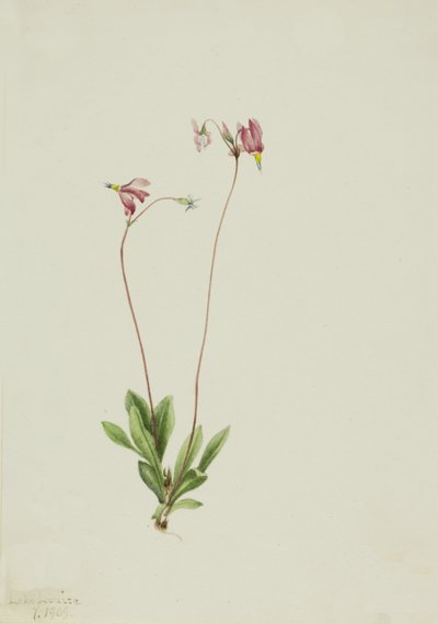 Dodecatheon pauciflorum, 1909 de Mary Vaux Walcott